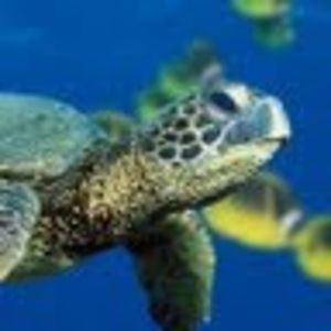 Meet your Posher, Madeline